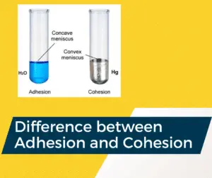 Difference between Adhesion and Cohesion