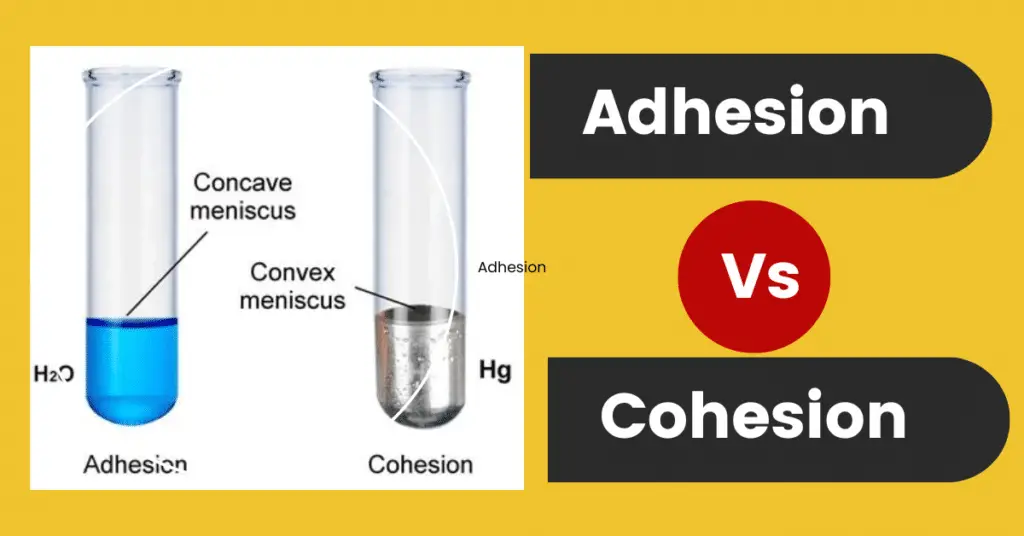 adhesion vs cohession- key differences explained
